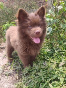 稀有罕见棕色土松犬,潮汕五红犬,山牛红小土狗,短嘴宽口田园犬