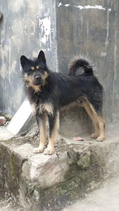 贵州土猎犬