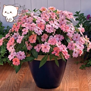 【桑蓓斯61超级凤仙花】