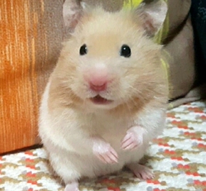 仓鼠金丝熊 虎纹 眼圈 老公公老婆婆奶牛纯银还有木屑纸棉粮食