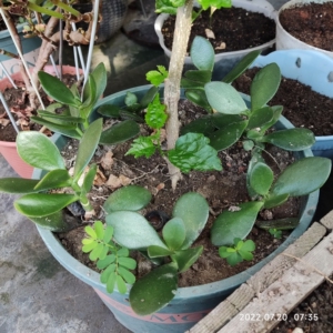 玉树苗,2元一个,仙人球,1元一个,满20元包邮