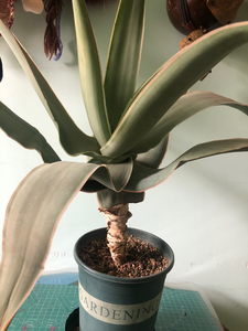 银芳锦芦荟多年大老庄 180不偏远地区包邮