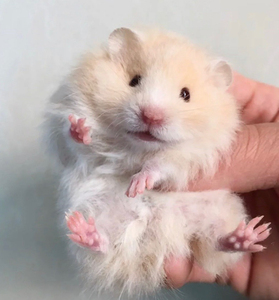 长毛金丝熊仓鼠宠物幼崽.长毛蜜色.长毛肉桂熊.长毛灰假面 长