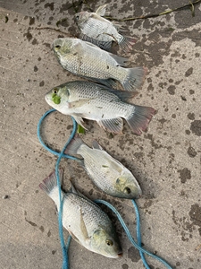 纯野生的海罗非和乌头,乌头都是出黄油的,都是在入海口抓的,味