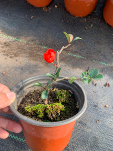 八重咲 原生八重长寿梅 一物一拍,12号双色杯 马上开花,带