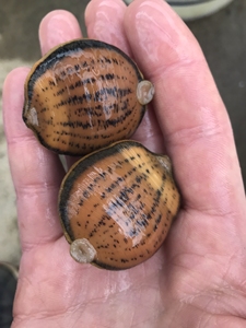 种苗水蛭宽体金线蛭大蚂蟥活体 包邮包活 20-30条左右一斤