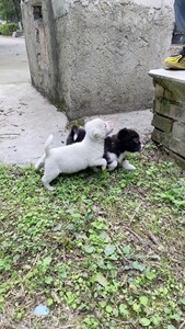 小奶狗免费送，还有一只黑色，自己养了一个月，没时间养，很活波