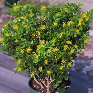 【带花苞米兰】8年老桩米兰花盆栽老桩盆景四季植物米兰花室内客