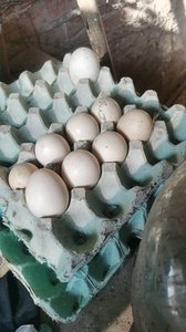 出产蛋花边母鸭，小麻鸭，都有，价格不高，2只150包邮