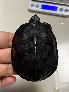 纯种黑颈龟广西