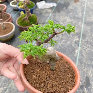 狮子头日本红枫盆栽花卉红枫枫树客厅阳台园艺四季易成活耐寒