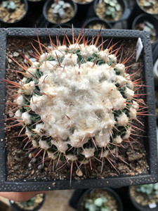 泡泡糖没有味道淘宝尚野园艺 蝌蚪球精子球 一物一拍 无刺多棱玉