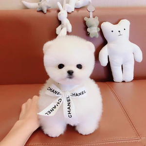 000人付款淘宝博美俊杰l茶杯犬活体宠物狗幼犬博美小