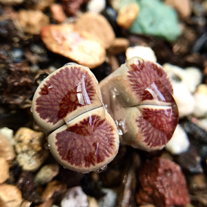 红窗菊 菊纹章 双头母本 一物一拍生石花