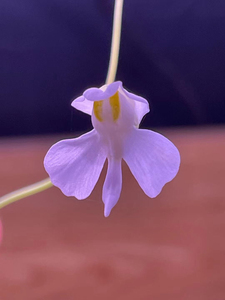 食虫植物稀有品种小肾交荷叶狸藻带盆栽好包邮出