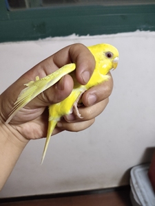 虎皮鹦鹉黄红眼