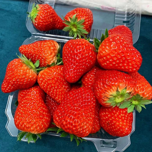 兴寿红颜奶油草莓,产自昌平区兴寿镇,北京昌平红颜头茬大草莓.