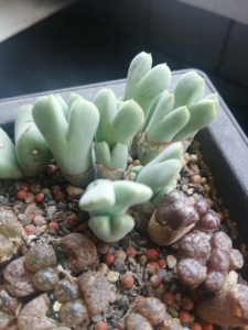 arm514猪蹄 肉锥植物 多肉植物