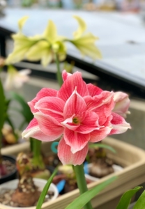 朱顶红玫瑰花样