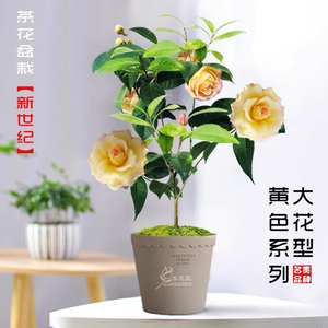 新世纪茶花盆栽树苗花型托桂至文瓣形黄花系列名贵品种室内外花卉