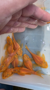 11大白水族企业店铺淘宝黄金胡子鱼大凡大帆鱼螺旋藻片异型