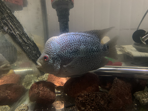 【罗汉鱼起头鸿运当头泰国】罗汉鱼起头鸿运当头泰国