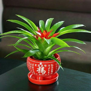 包邮鸿运当头盆景室内红花植物卉盆栽绿植阳台办公客厅凤梨花红星