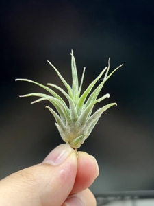 空气凤梨 雨林犀牛精侧芽