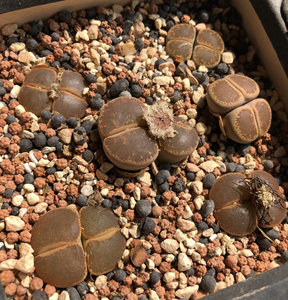 c153和田玉全窗紫熏生石花其他