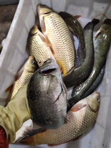 自家渔船打的:纯嫩江,开江鱼,活水,没土腥味,活活的,保新鲜