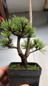 日本明星五针松