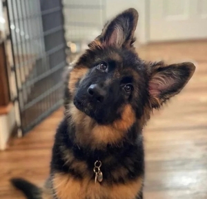 00牙科材料基地主店淘宝德牧幼犬 70天 疫苗齐全 德国牧羊犬 双血统