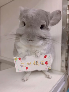 龙猫举牌