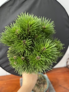 日本文人千寿丸,长势健康,独特天然造型,芽头爆满,多年盆养