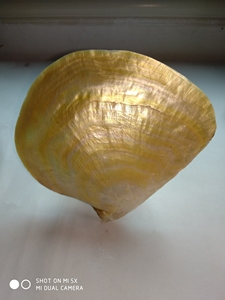 全新 纯天然金蝶贝 金唇贝 海水珠母贝