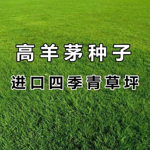 【实拍】2斤包邮蓝标正品草种 矮生猎狗8号高羊茅净籽草坪种子