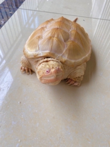 白化鳄龟 白化佛鳄龟 中美鳄龟 大鳄龟