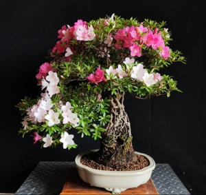 皋月杜鹃碧空,含盆高62公分,冠幅60公分,根群13公分,此