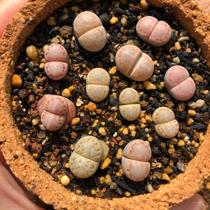 生石花c216福来玉金边净窗饼干