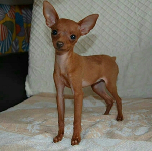 000人付款淘宝纯种小鹿犬幼犬小体 宠物狗北京可送狗