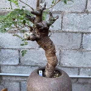 尼勒达乳香粗4.8厘米左右,帮朋友出,脱盆发货,低于零度不包