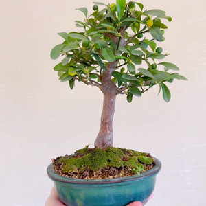 日本金豆小品盆景