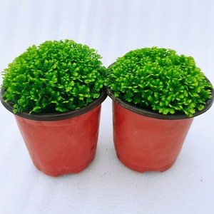 情人草 幸福草净化空气 绿地球桌面细甲醛盆栽花卉易养活阳台绿