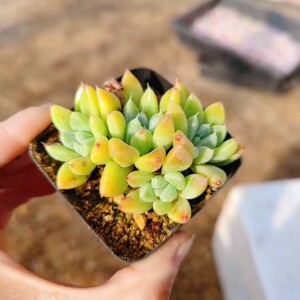 多肉植物 映月台多头群 一物一拍满38包邮