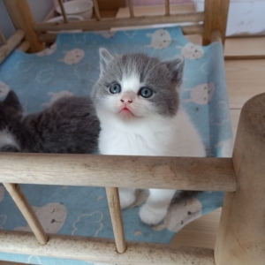 英短蓝白找新家啦,稀有净梵妹妹,枫叶脸五粉,刚满月,正宗净梵