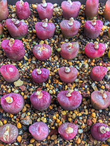 肉锥#红宝石毛汉尼1804红宝石红毛汉尼1804,2018