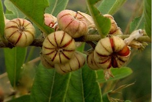 野生中药材算盘子漆大姑 算盘子金骨风 算盘珠纯根干品或新鲜全草