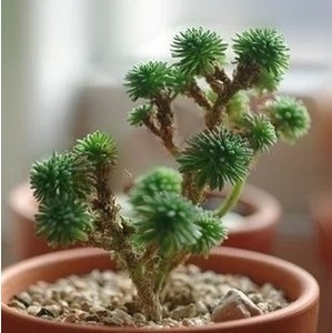 多肉植物球松老桩多头 球松群生肉肉植物办公室内绿植盆栽