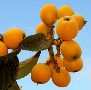 17同款货源浔之味食品专营店天猫南浔野荸荠枇杷梗180g糖金枣琵琶