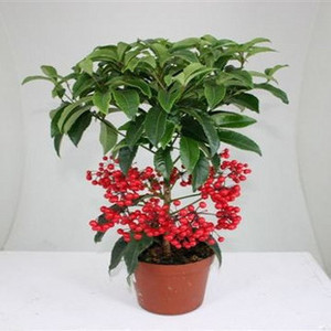 金玉满堂花盆栽